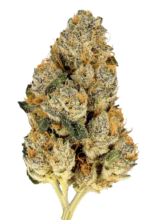 Amnesia Haze - THCa Flower